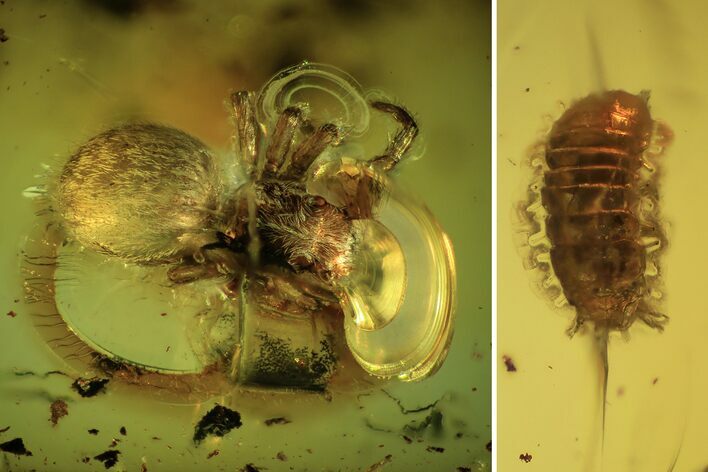 Fossil Spider (Araneae) And Larva In Baltic Amber #109354